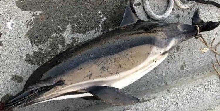 İstanbul Boğazı'nda 1 günde 3 yunus balığı ölü bulundu