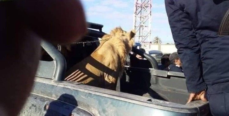 Libya’da sokakta dolaşan aslan paniğe neden oldu