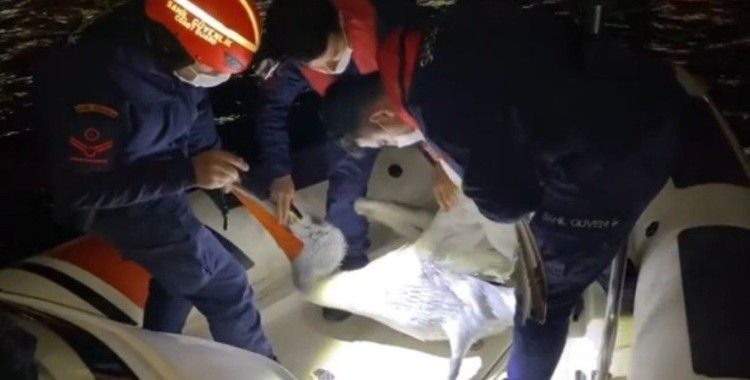  İzmir’de yaralı pelikan, Sahil Güvenlik tarafından kurtarıldı