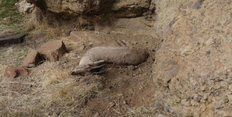  Tunceli’deki yaban keçisi ölümlerinin nedeni veba çıktı