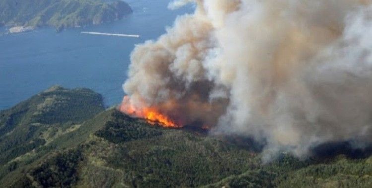 Japonya'da devam eden orman yangınında 100 hektarlık alan küle döndü