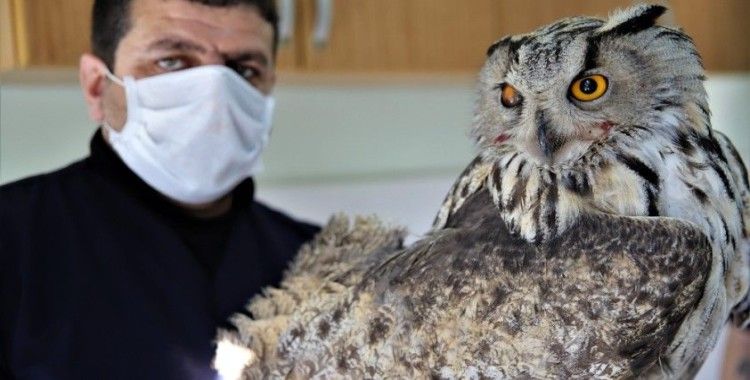 Vurulan kulaklı orman baykuşu bulundu, tedavi altına alındı