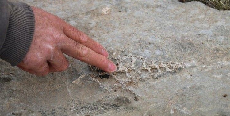Adıyaman'da 'Gastropod' nesline ait hayvan fosili bulundu