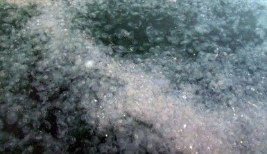 İstanbul'un ünlü sahilinde turistleri şaşkına çeviren manzara