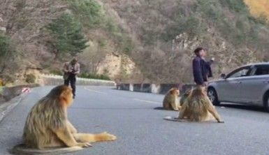 Altın maymunlar Çin'de yol kapattı