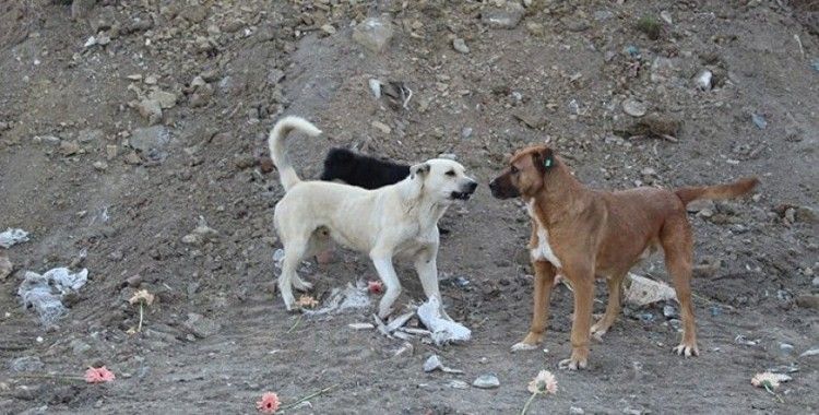 Ankara Barosu'ndan Gölbaşı'ndaki köpek katliamı için suç duyurusu