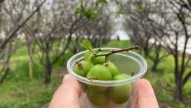 100 gram erik ağacında 100 TL'den satışa sunuldu
