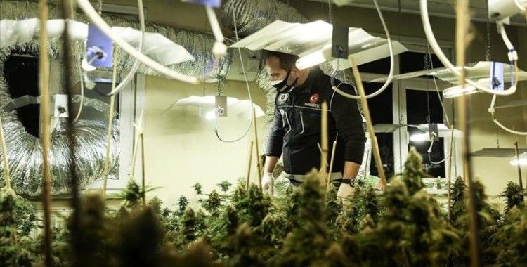 Avcılar'da uyuşturucu operasyonunda seraya çevrilen evde 88 kök marihuana ele geçirildi