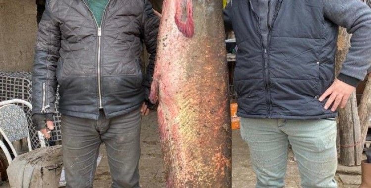 Balıkçıların oltasına 2 metre 20 santimlik yayın balığı takıldı