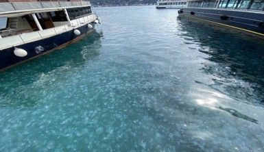 İstanbul Boğazı yine denizanası istilasına uğradı