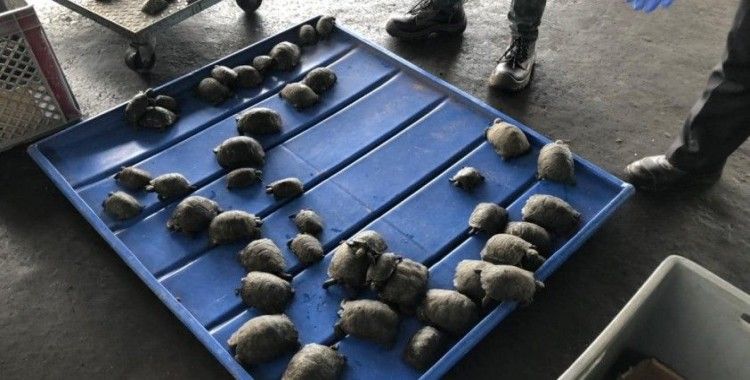 Ekvador'da valizden plastiğe sarılı 185 bebek kaplumbağa çıktı