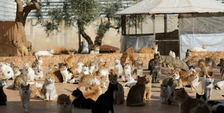 İdlib'deki hayvan barınağında savaştan kurtarılan kediler tedavi ediliyor