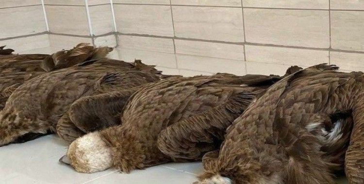 Afyon'da koruma altındaki 7 kara akbaba ölü bulundu: Çevreye atılan zehirli etleri yedikleri düşünülüyor