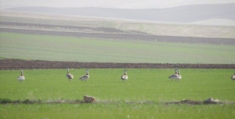 Yozgat'ta nesli tükenmekte olan toy kuşu sürüsü görüntülendi