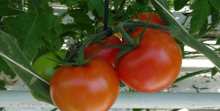 Rusya, Türkiye'den domates ithalat kotasını artırmaya hazırlanıyor