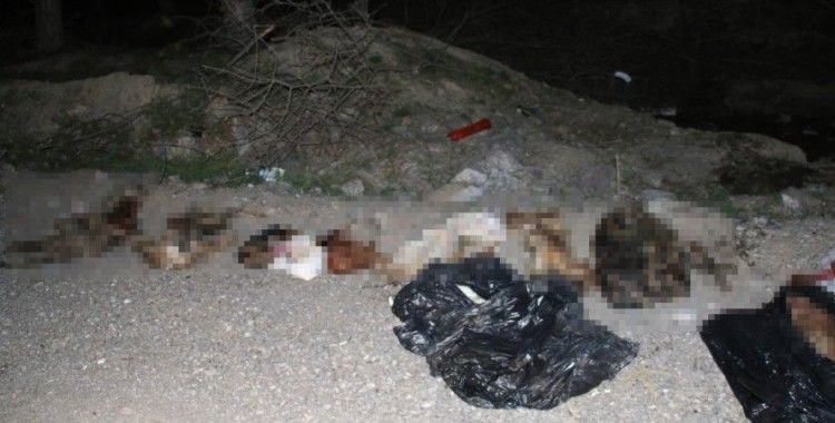 Başkent'te patilerine damar yolu açılmış şekilde 30'un üzerinde ölü köpek bulundu