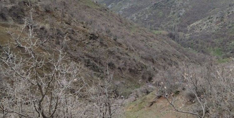 Dağ keçileri sınır bölgesinde sürü halinde görüntülendi