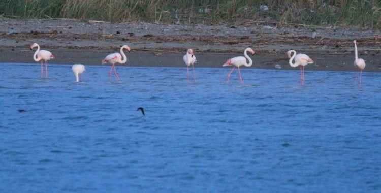 Flamingoların fırtına molası