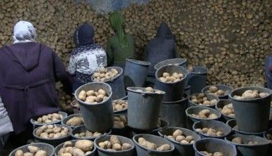 Toprak Mahsulleri Ofisi, patates alımını sürdürüyor, çiftçiler durumdan memnun