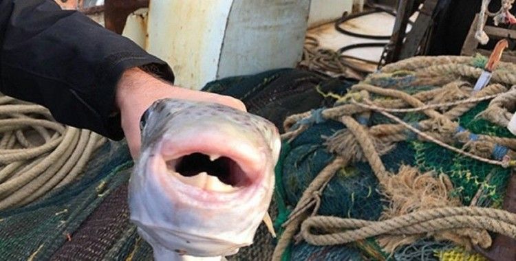'Balon balığının üzerindeki parazitler ekonomik değere sahip balıklara sıçrarsa ciddi ölümlerle karşılaşabiliriz'