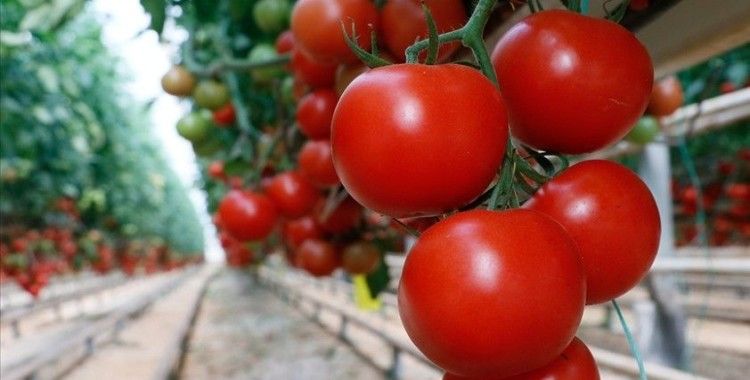Türkiye'nin yaş meyve sebze ihracatı yüzde 22 artışla 774,5 milyon dolar oldu