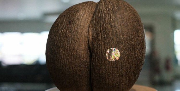 Dünyanın en büyük tohumu 'coco de mer'den 8 bin tane kaldı: Meyve vermesi 50 yıl sürüyor