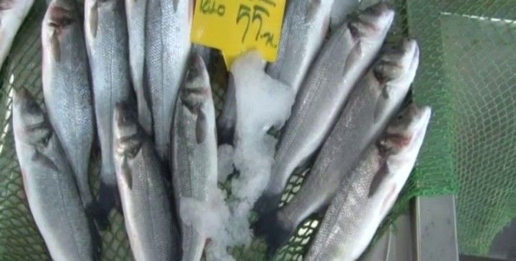 Balık satıcıları odası yönetim kurulu üyesi Balcı: “ Her balıktan balıkçının yüzü güldü”