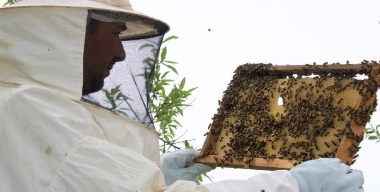 Bilinçsiz zirai ilaçlama toplu arı ölümlerine neden oluyor