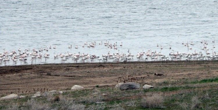 Yüzlerce flamingonun görsel şöleni havadan görüntülendi