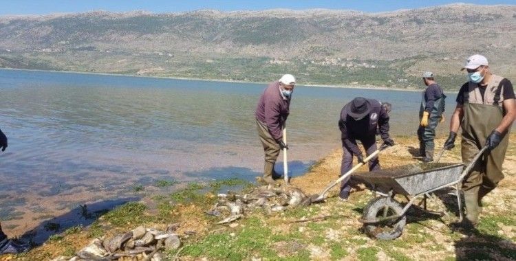 Lübnan'da tonlarca sazan balığı telef oldu
