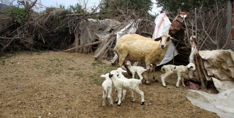Bir batında 7 kuzu doğuran koyun şaşırttı