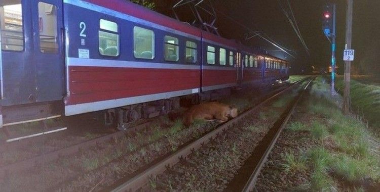 Polonya'da 2 inek tren kazasından yara almadan kurtuldu