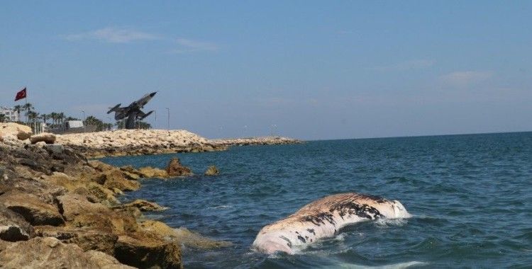 Dünyanın en büyük ikinci balinası, Mersin’de karaya vurdu