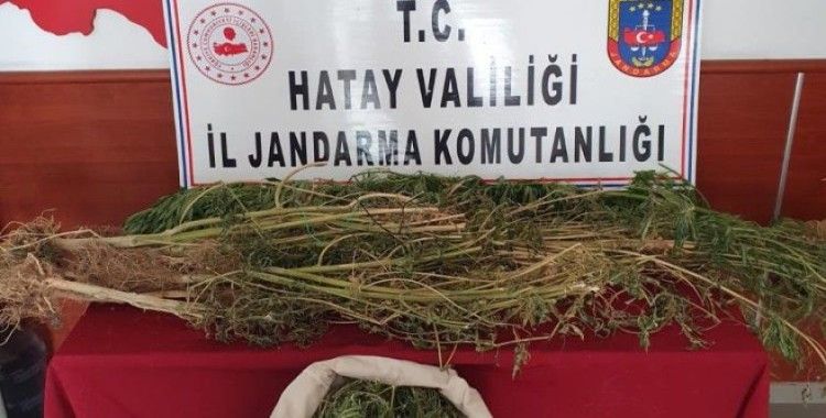 Evinde kenevir yetiştiren şüpheli gözaltına alındı