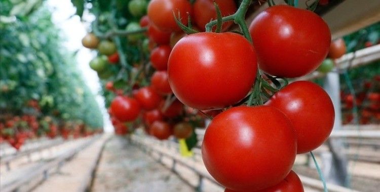 Rusya'nın domates ithalat kotasını artırması sektör temsilcilerini sevindirdi