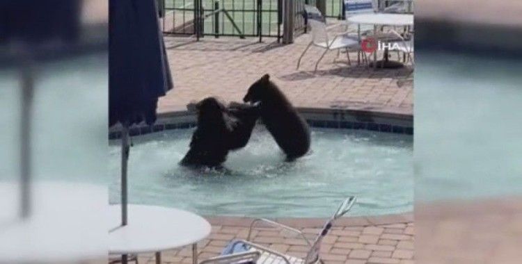 ABD’de sevimli ayılar havuz partisini bastı