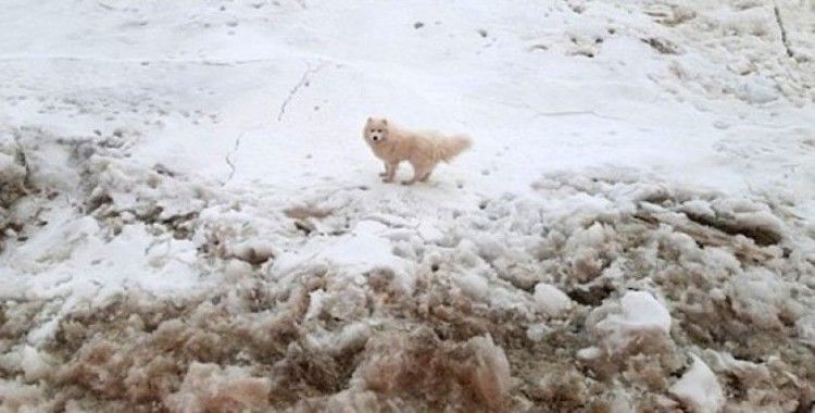 Kuzey Kutbu’nda kaybolan köpeği, Rus buzkıran gemisi buldu