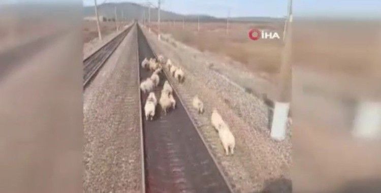 Yük treni koyun sürüsüne çarpmaktan son anda kurtuldu