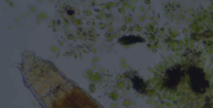 Donmuş toprak tabakasında bulunan mikroskobik canlının 24 bin yıl hayatta kaldığı keşfedildi