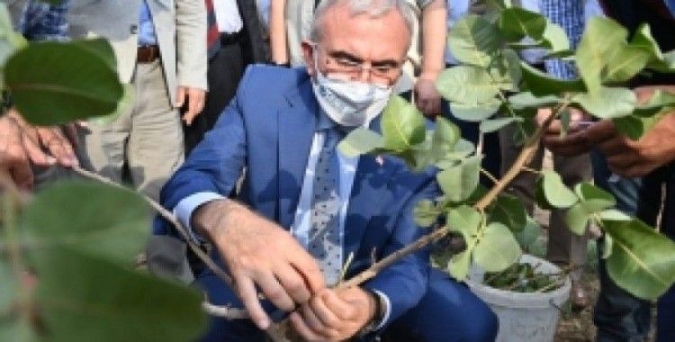 Vali Karaloğlu, 28 bin ağaçlık fıstık aşılama kampanyasını başlattı