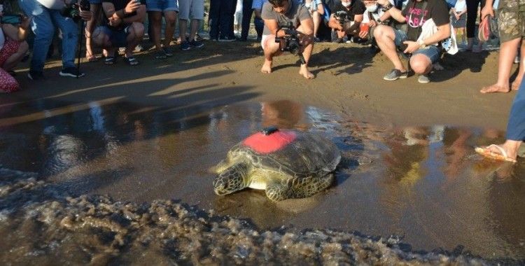 Uydu takip cihazı takılan yeşil deniz kaplumbağası denize bırakıldı