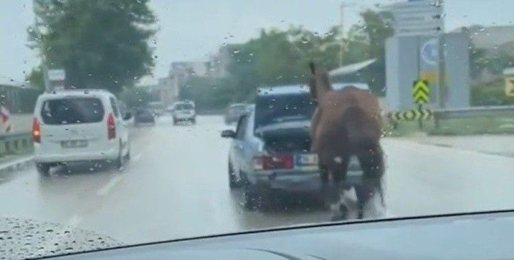 Bursa'da aracın arkasına at bağlayıp çevre yolunda koşturdu