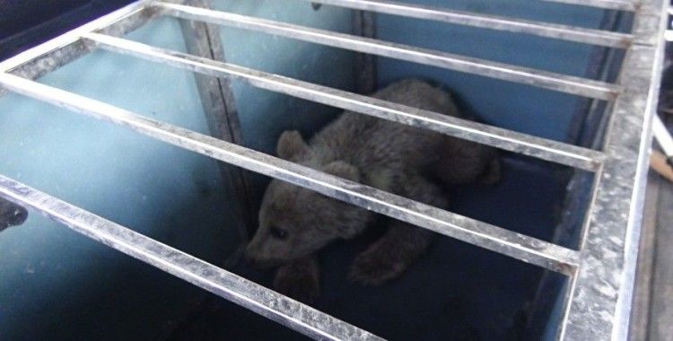 Köpeklerin saldırısına uğrayan yavru ayıyı vatandaşlar kurtardı