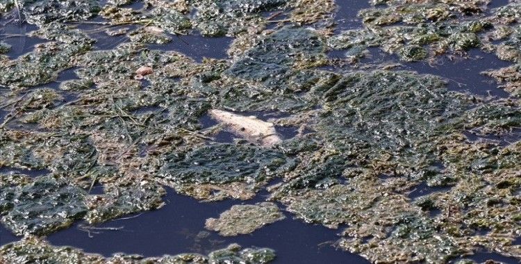 Büyükçekmece Gölü'ndeki kirliliğe ilişkin inceleme başlatıldı