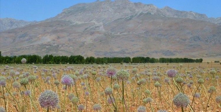 Tunceli'de 2 bin rakımda yetişen 'dağ sarımsağı' kadınların iş kapısı oldu