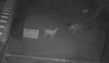 Aç kalan kurdun oğlaklara saldırması güvenlik kameralarına yansıdı