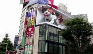 Tokyo'daki 3 boyutlu dev kedi gerçeğini aratmıyor