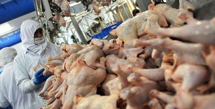 Tavuk eti üretimi mayıs ayında azaldı