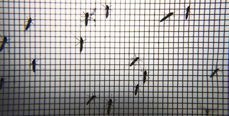 Avcılar'da oturan vatandaşlar artan sivrisineklerden şikayet ediyor
