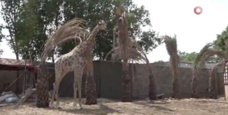 Karaçi’de yerleşim bölgesinde ilk kez zürafa görüldü
